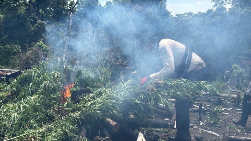 Kapolda Aceh, Irjen Pol. Marzuki Ali Basyah, turun langsung memimpin pemusnahan ladang ganja hasil temuan Ditresnarkoba Polda Aceh bersama Polres Aceh Besar dalam rangka Operasi Antik Seulawah-2026, di Desa Lampanah, Kecamatan Seulimum, Kabupaten Aceh Besar, Rabu (29/4/2026). Foto: Humas Polda Aceh.